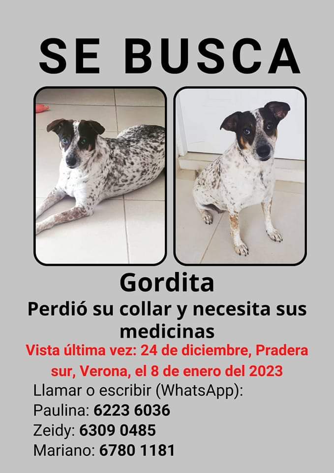 GatosPty's tweet photo. Atención 24 de Diciembre, Pradera Sur, Verona. Estoy esterilizada. Necesito medicación puntual. https://t.co/PWXK4TGisu