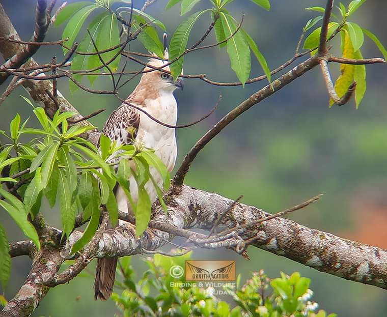 Ornithvacations~ Birding & Wildlife Holidays tweet media