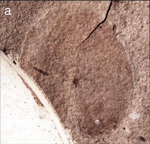 FossilBonanza's tweet photo. A fossilized leaf of a water lily from the Clarkia Fossil Beds in Idaho.
#ClarkiaWeek #Paleontology
https://t.co/HBl1bGBeQC https://t.co/V6jgSKXUfp