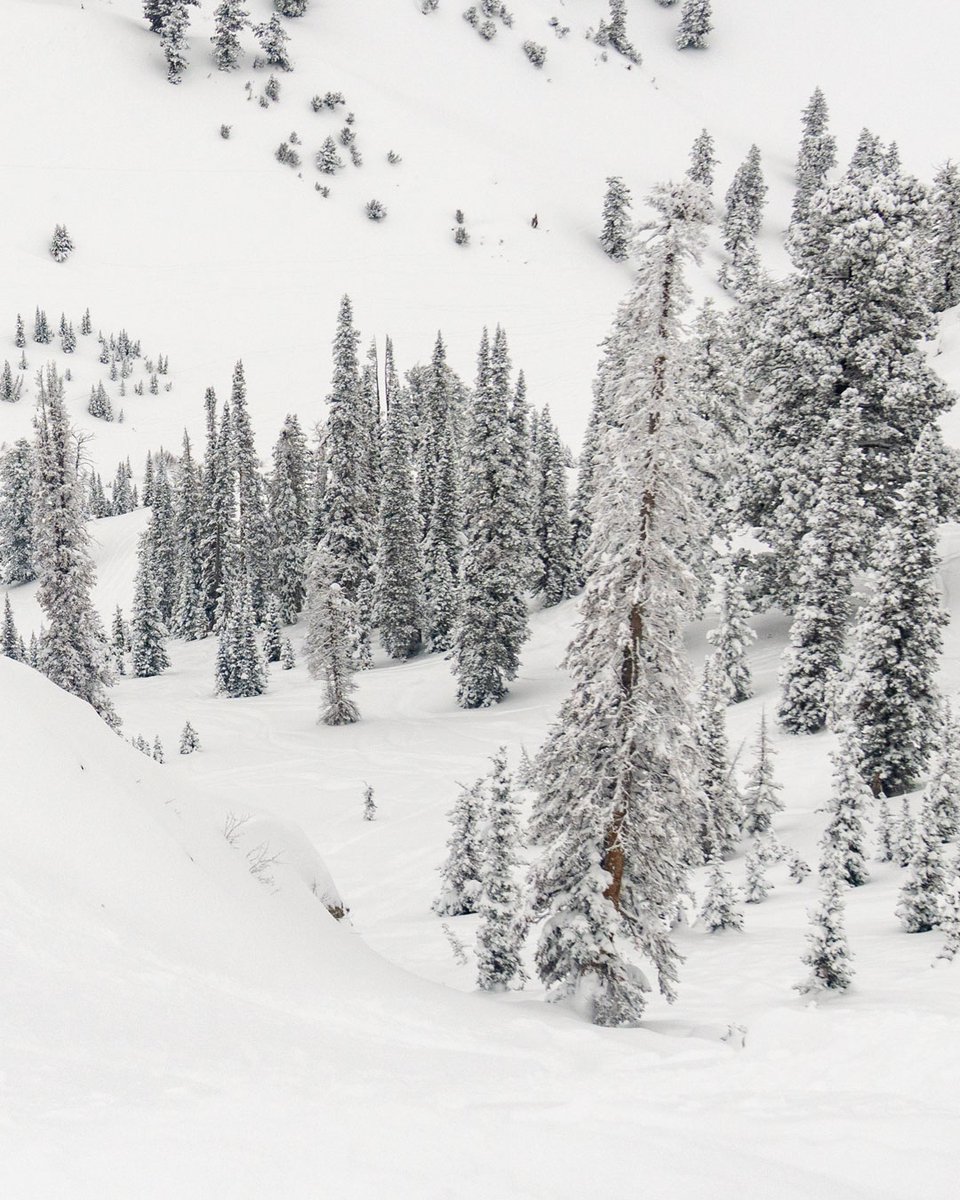 Powder Mountain on Twitter "We've received 11" of snow in the last 24