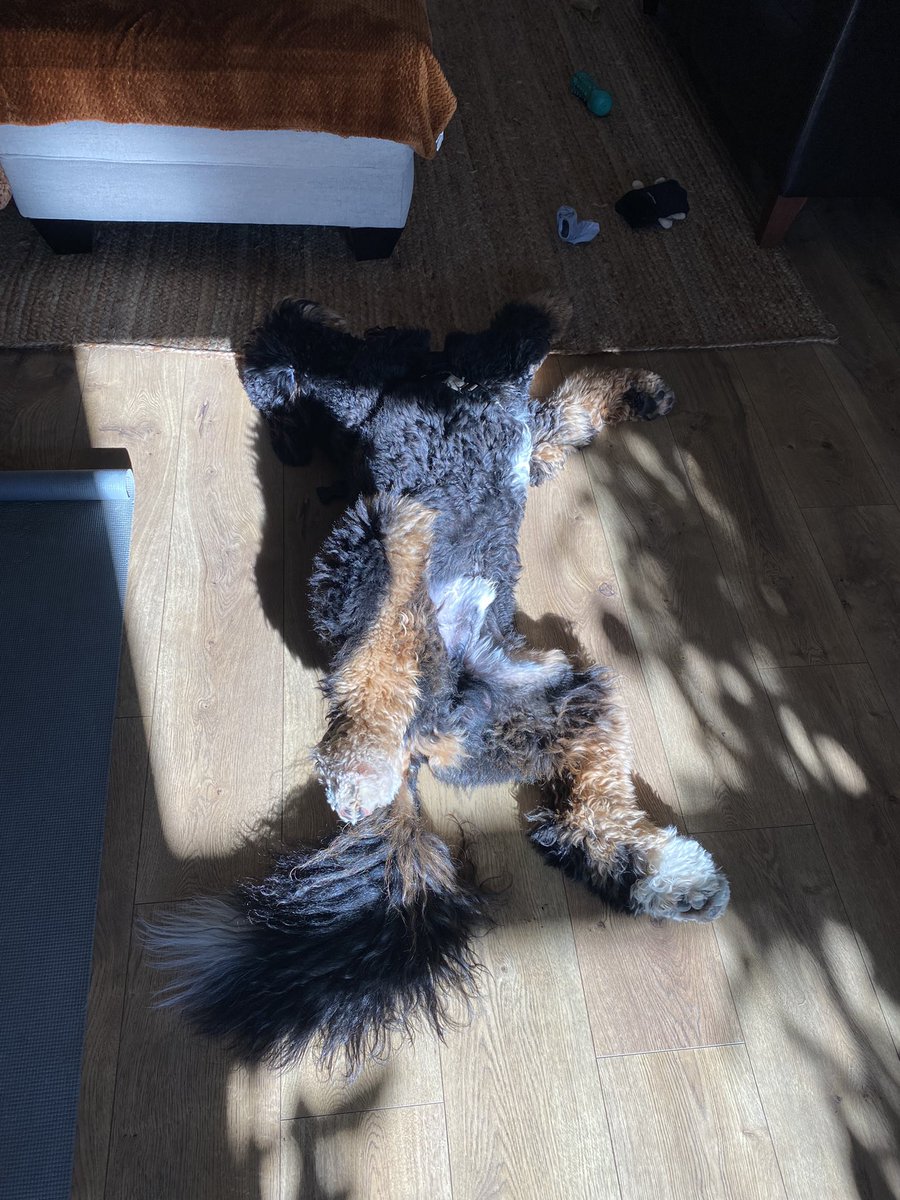 JustBeWellNP's tweet photo. Just a reminder, there is no evidence indicating benefits of perineum sunning .
Can someone explain this to my dog https://t.co/2fc46bqRMM
