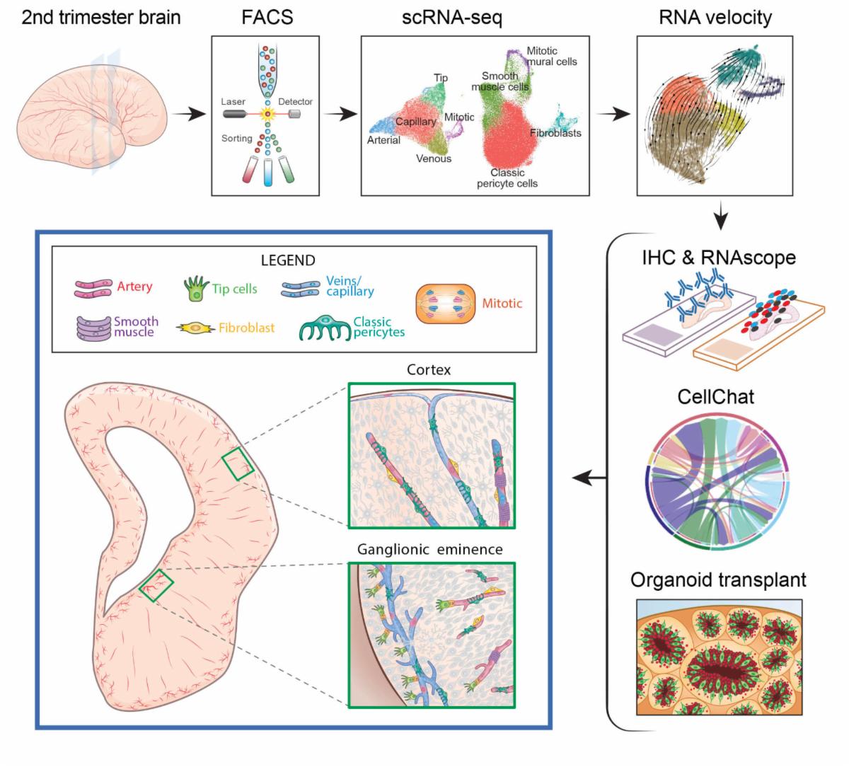 Join us on Thursday, January 19 1PM EST for our next Journal Club! 

Loukas Diafos @ldiafos will discuss the paper co-authored with Dr. @elizabetscrouch “Ensembles of endothelial and mural cells promote angiogenesis in prenatal human brain”

Register at bit.ly/3in2H0Z