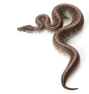 Axanthics are entirely black, white, and gray/silver all over. Any brown and yellow colors have completely faded away. That’s why they were given the name ‘axanthic.’ Axanthic comes from Greek, meaning ‘lacking yellow’.