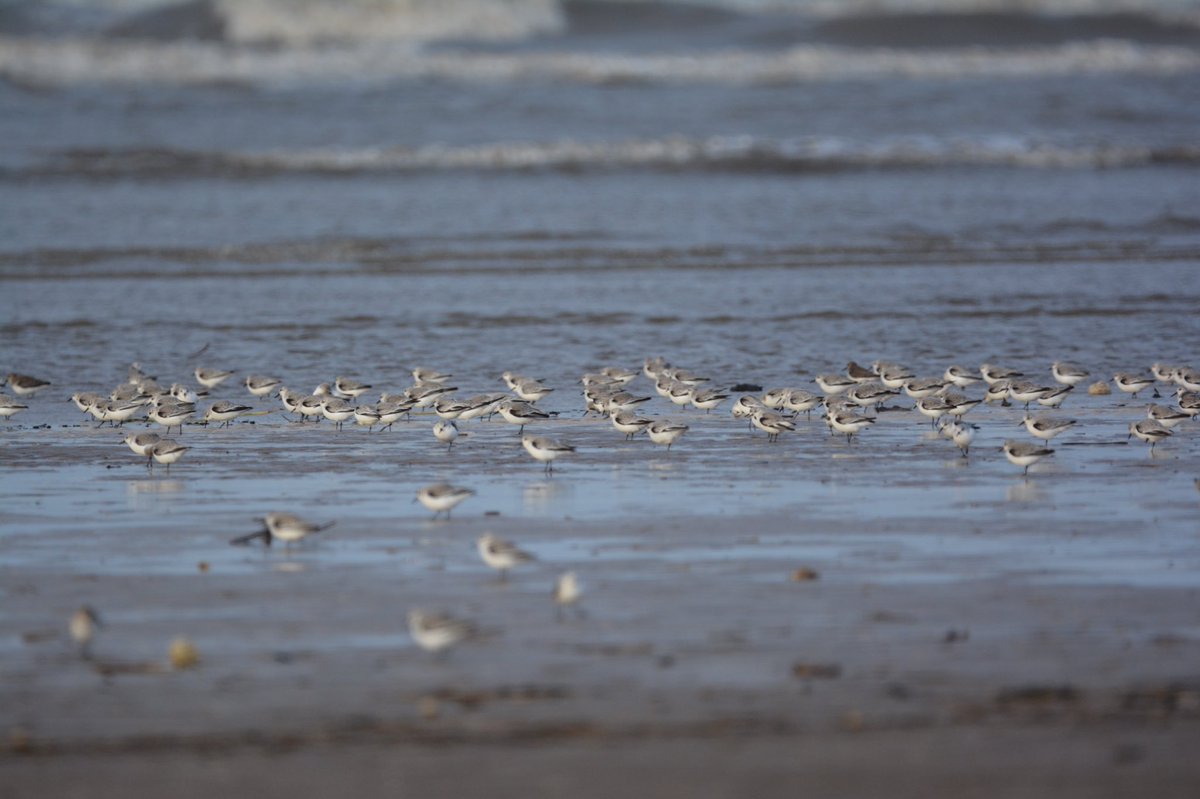 Plenty of birds on the estuary at the moment @RSPB_Ribble @FyldeSandDunes @Lancswildlife @FyldeBirdClub #waders #ribble