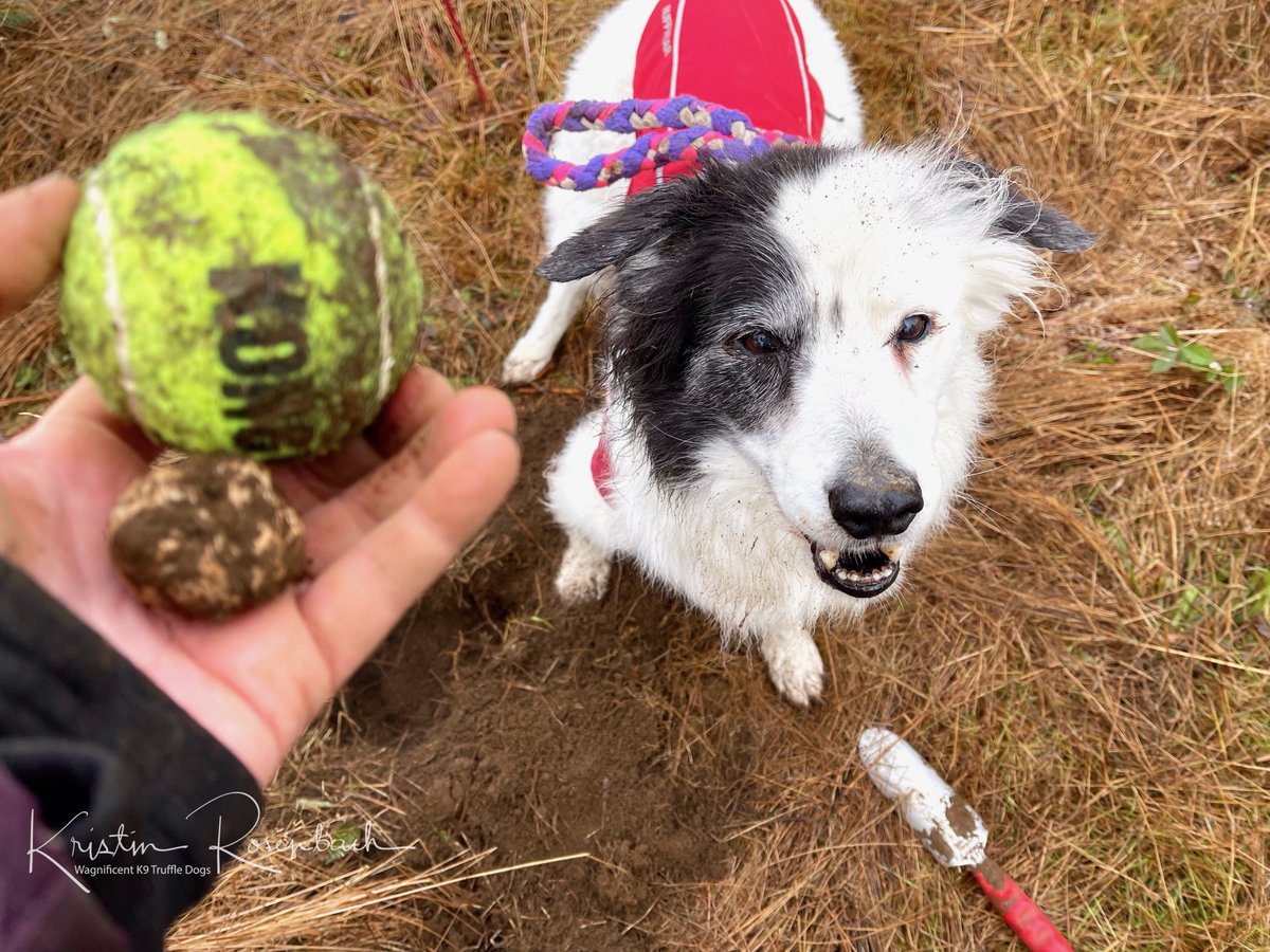 TruffleDogBlog's tweet photo. With odd weather this year, truffle season has been equally strange. One of our most predictable sites has been throwing us curve balls with different trends in production. Callie has it covered, though. She loves to hunt, and she loves a challenge.
#TruffleDogs #DogTraining https://t.co/3y803fdxIP