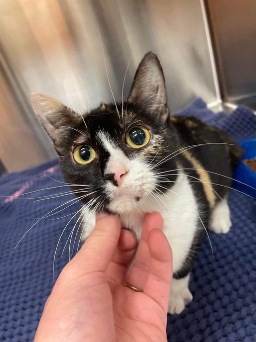 psychicwhisper3's tweet photo. 🐱💔EILLAC🆘#A351729 #CorpusChristiTX
🐈She Is Only 5 Months Old, Calico
Fractured R Front Limb & Skin Inflammation
Over Eye. This Little One Just Weighing 5lbs
Needs #MedicalResQ Friendly Little Girl🥰
#RESQ Deadline Is💥1/12 NOON💥
Pls🙏 #PLEDGE #RT INFO⬇️🆘🐈 https://t.co/3DAQQnAA1y