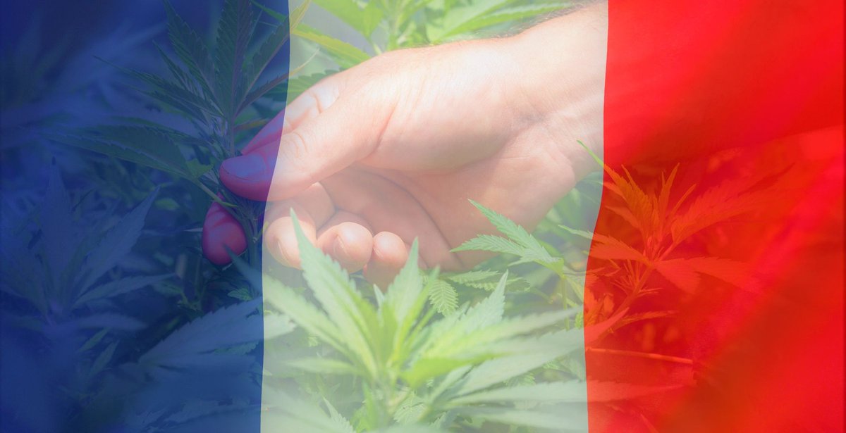 cannaworldj_it's tweet photo. #CWJSAPEVICHE La vendita di fiori e foglie di #canapa è stata ufficialmente legalizzata in #Francia? È così! Il 29 dicembre il Consiglio di Stato ha revocato il divieto di vendita di piante con #cannabidiolo. La giustizia https://t.co/4HhdonYAQ8
