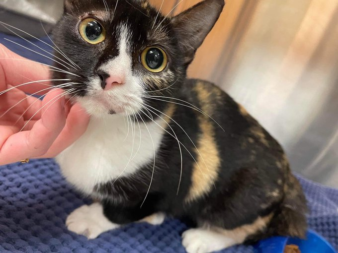 psychicwhisper3's tweet photo. 🐱💔EILLAC🆘#A351729 #CorpusChristiTX
🐈She Is Only 5 Months Old, Calico
Fractured R Front Limb & Skin Inflammation
Over Eye. This Little One Just Weighing 5lbs
Needs #MedicalResQ Friendly Little Girl🥰
#RESQ Deadline Is💥1/12 NOON💥
Pls🙏 #PLEDGE #RT INFO⬇️🆘🐈 https://t.co/3DAQQnAA1y