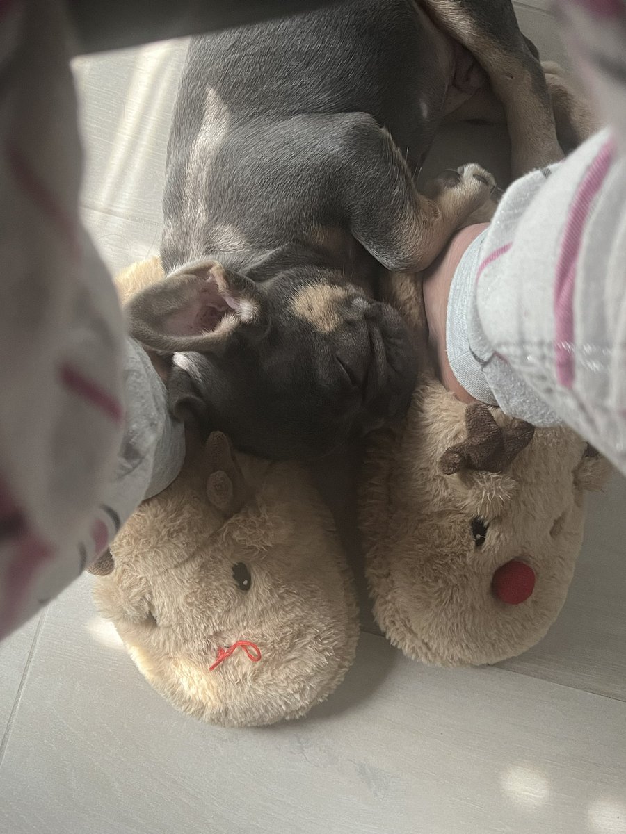 SMAlcocer14's tweet photo. We’re obsessed 🥹❤️🐾 #Frenchie #Rocco https://t.co/iRGFDbEmsh