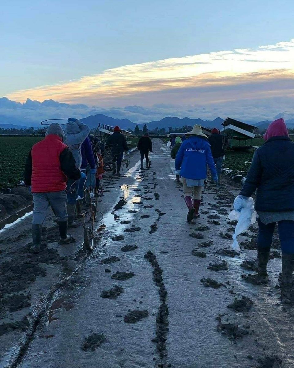 We were sent this pic of farm workers heading to work to harvest strawberries in Oxnard CA on a drizzly cold day. The rows were muddy and slippery. #WeFeedYou