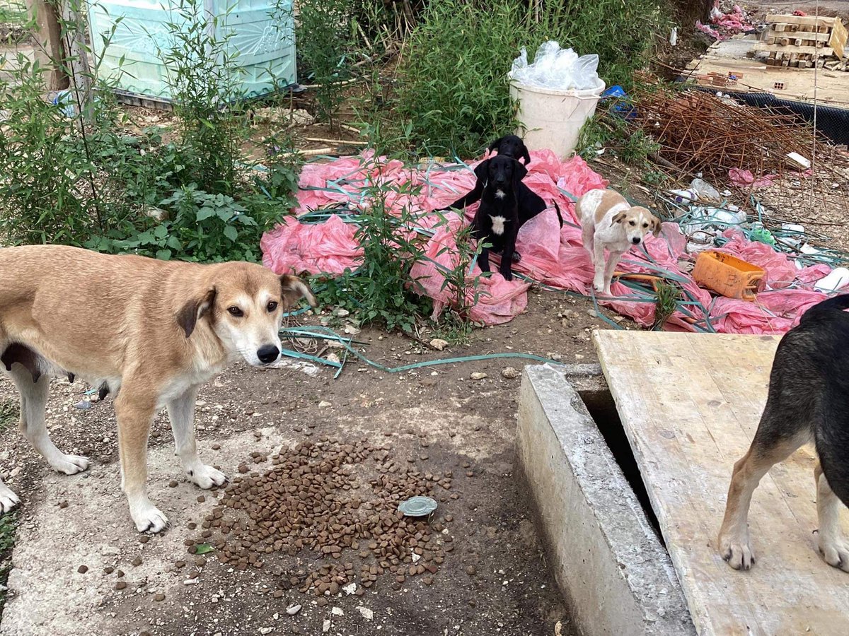 GalinaRako's tweet photo. Hello everyone.

These TEN puppies &amp; their Mum need help. They are living on a building site 30m from my home &amp; are at serious danger of going to the kill shelter…

We have a UK Rescue offer but must get them there. They need 620e each to get there 🙏🏻 PayPal link in bio #rescue https://t.co/SSYR4J4JrB