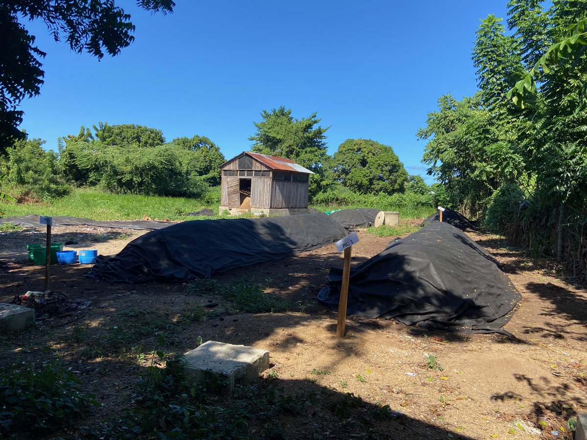 SOILHaiti's tweet image. SOIL is utilizing windrow composting as a method for making our waste treatment and composting process faster and more efficient. Windrow piles are ready in half the time and produce mature compost faster!
💩🌿

#Haiti #sanitation