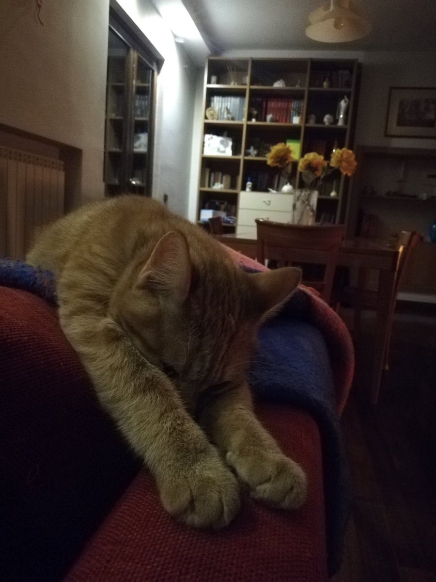 zedisdeaf's tweet photo. @TranslatedCats https://t.co/U2bHmXaJeQ