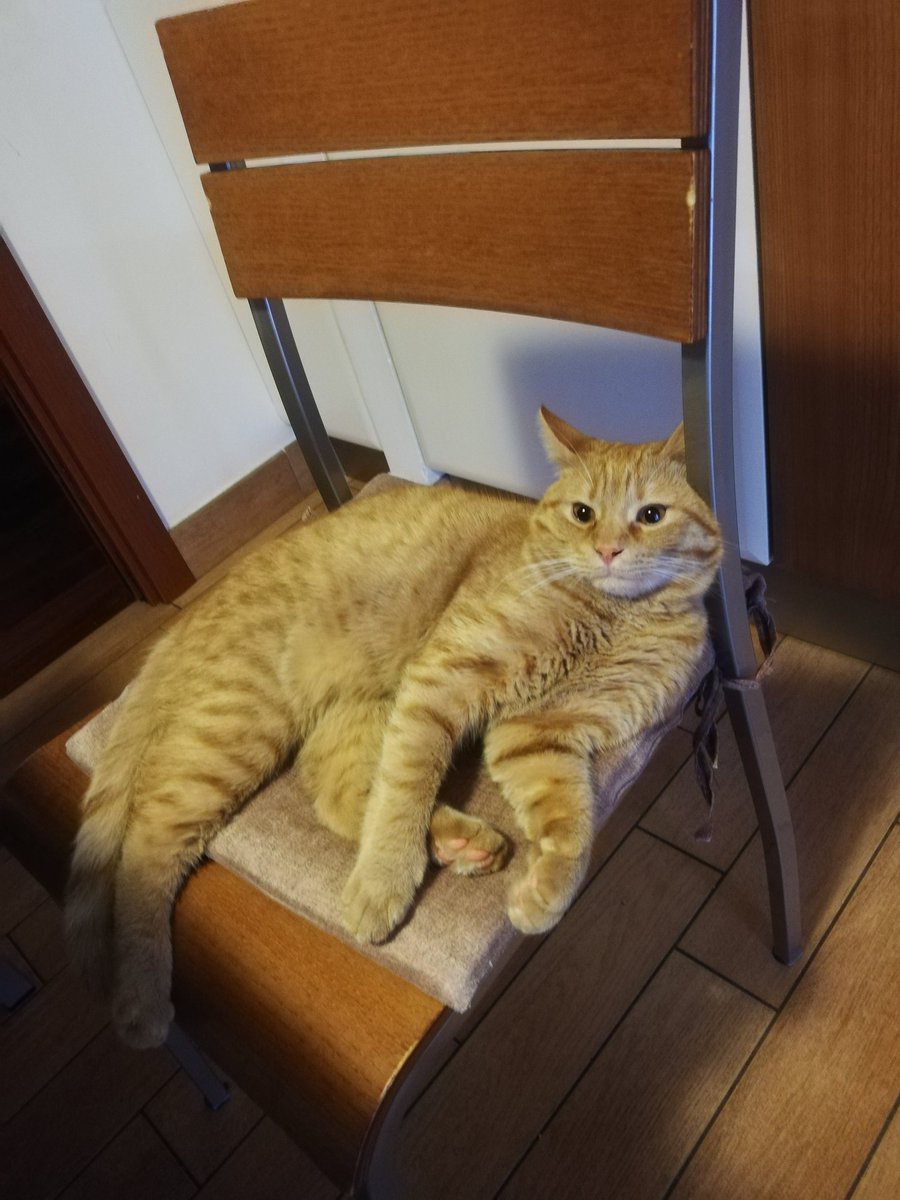 zedisdeaf's tweet photo. @TranslatedCats https://t.co/U2bHmXaJeQ