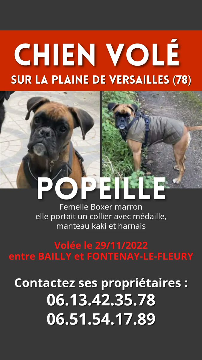 bab_asso's tweet photo. 🆘 ALERTE CHIENNE VOLÉE 🆘

Popeille a été #volée le 29/11/2022 sur la Plaine de Versailles 78. C'est une #chienne Boxer marron avec un collier + médaille et un manteau kaki + harnais

Si vous avez des info ou l'apercevez, contactez directement le 06.13.42.35.78 ou 06.51.54.17.89 https://t.co/MpZ7bhyION