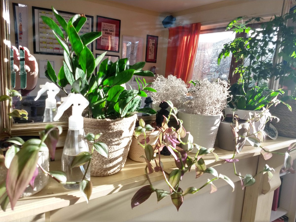 A few plants for 
#HouseplantAppreciationDay #HouseplantHour