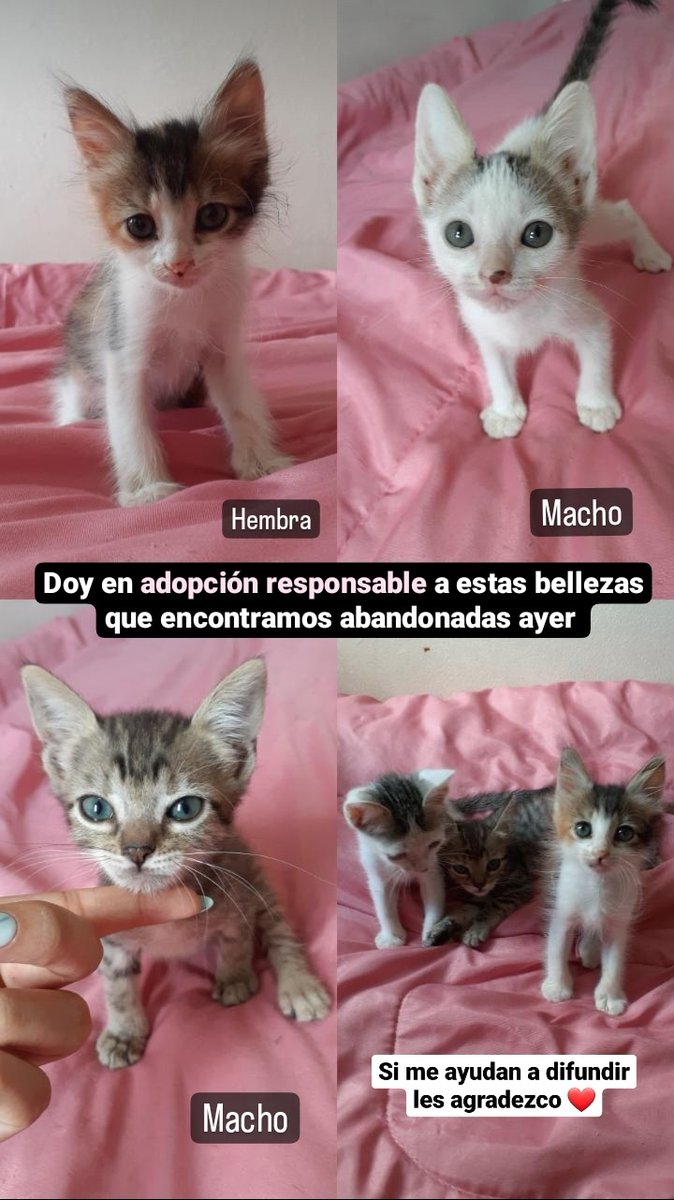 NicoleNoguera__'s tweet photo. Porfi ayúdenme a difundir 🙏🏼 https://t.co/8R8rJRzcqZ