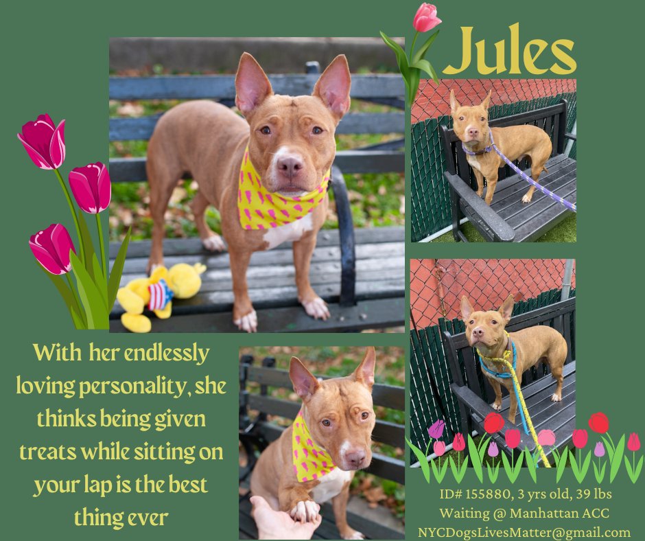 TAV4NYCACCDogs's tweet photo. Wish to #FostersHomeforImaginaryFriends
Please DM @CathyPolicky @Ckarr2 @Gingy4Usa @MyBoxerLuvMac1
Info
https://t.co/T9dX2mQPid
Miss Jules & Rocky need your help
Completely ignored
Only 3 yrs old, both very sweet
Please #Pledge to give them a chance at a new life
Ty https://t.co/cjlVcXU3uV