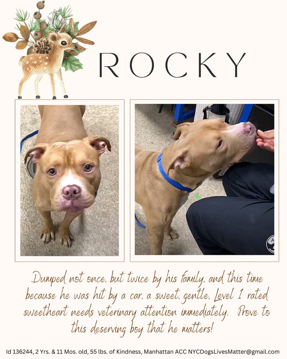 TAV4NYCACCDogs's tweet photo. Wish to #FostersHomeforImaginaryFriends
Please DM @CathyPolicky @Ckarr2 @Gingy4Usa @MyBoxerLuvMac1
Info
https://t.co/T9dX2mQPid
Miss Jules & Rocky need your help
Completely ignored
Only 3 yrs old, both very sweet
Please #Pledge to give them a chance at a new life
Ty https://t.co/cjlVcXU3uV