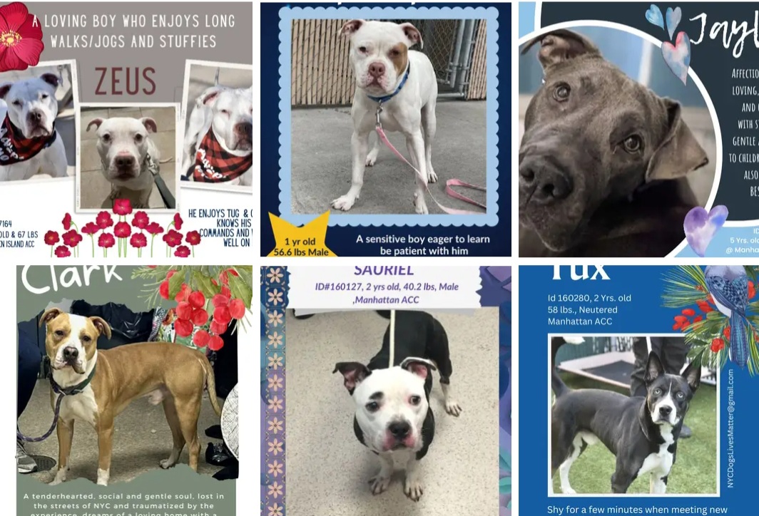 TAV4ACCMedicals's tweet photo. #NYCACC #Pledges
Kill Day
#Adopt #Foster
Very Low #Pledges
Miss Jules 206
Rocky🚑 215
Tux 371
Sauriel 380
Spike 392
Apollo 395
Jayla 409
Nightlife 457
Jump Street 479
Clark 485
Cain 495
Snoopy 640
Dexter 640
Scotty Pippin 805
Compton 808
Clover 991 https://t.co/tc3m4fFdT3