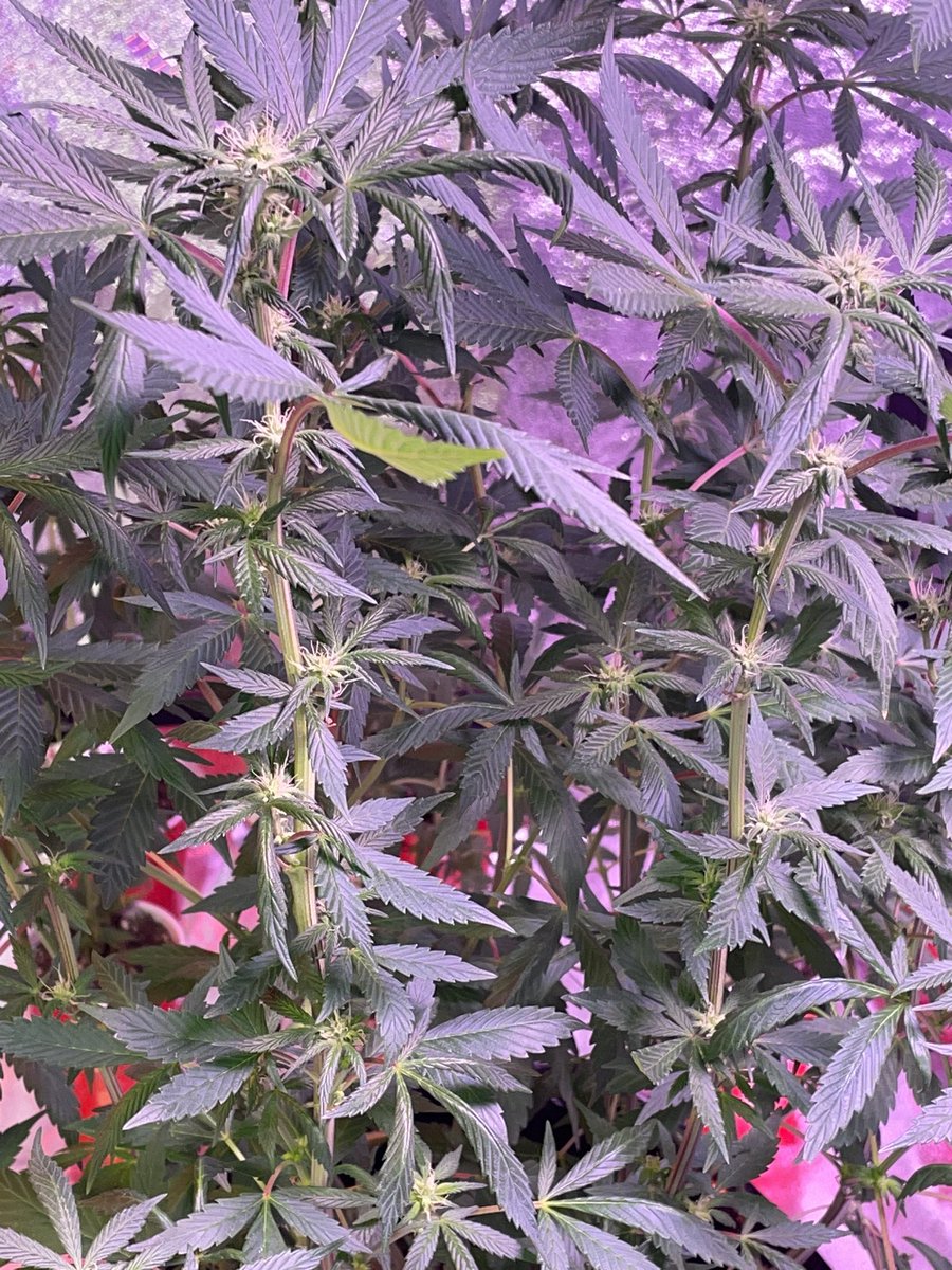 craftgeek2's tweet photo. Blue Faces by Native Sun Genetics beginning week 4 of flowering #bluefaces #californiagrown #indoor #cannabisculture #indica https://t.co/IqPamaGvi4