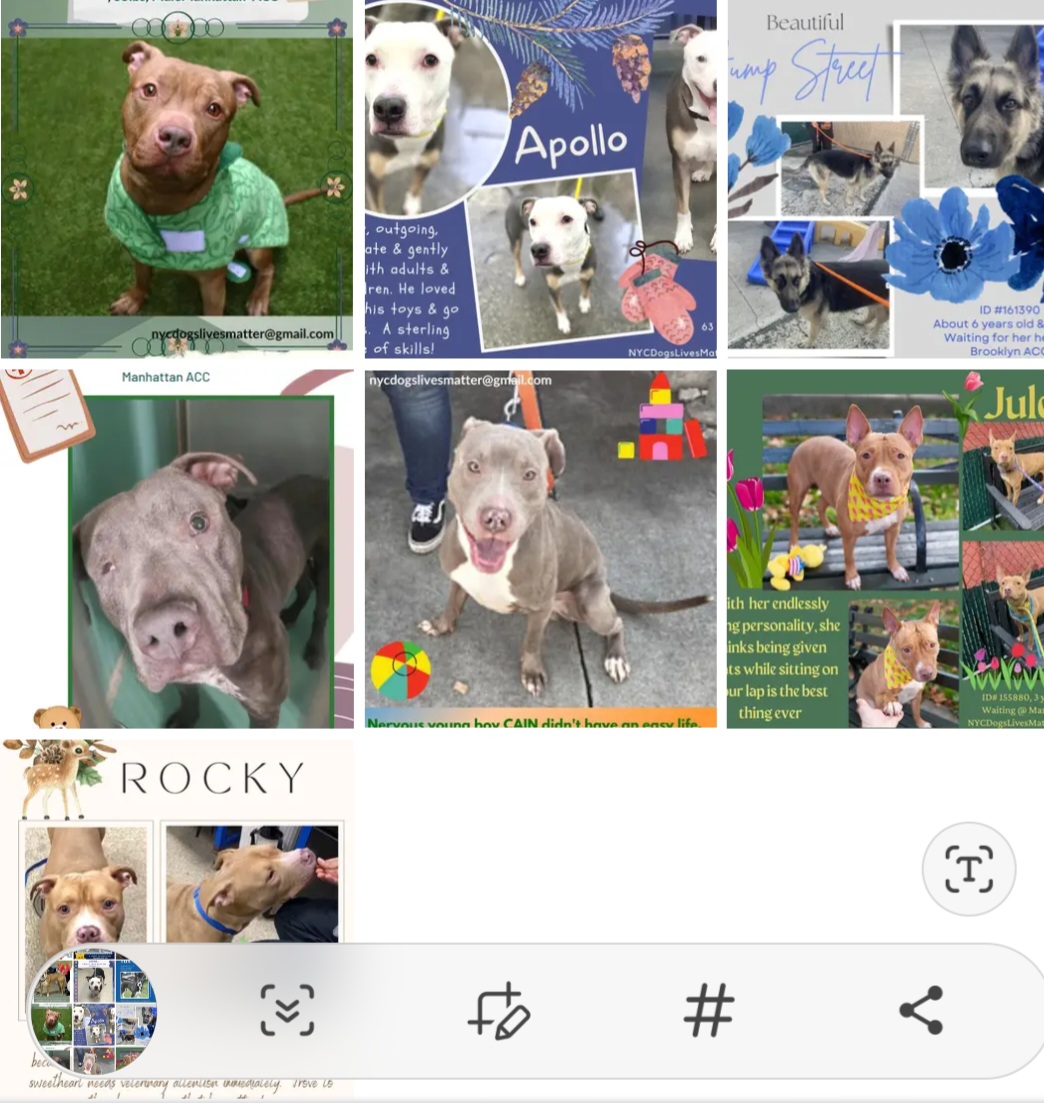 TAV4ACCMedicals's tweet photo. #NYCACC #Pledges
Kill Day
#Adopt #Foster
Very Low #Pledges
Miss Jules 206
Rocky🚑 215
Tux 371
Sauriel 380
Spike 392
Apollo 395
Jayla 409
Nightlife 457
Jump Street 479
Clark 485
Cain 495
Snoopy 640
Dexter 640
Scotty Pippin 805
Compton 808
Clover 991 https://t.co/tc3m4fFdT3