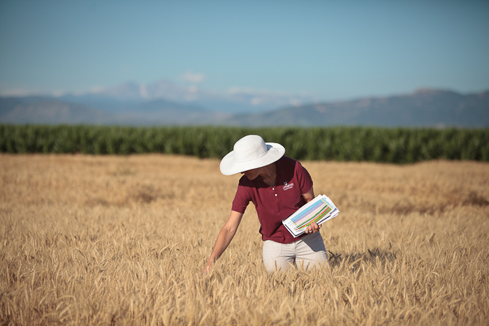 LimagrainWheat's tweet photo. Limagrain Cereal Seeds is seeking a Research Associate for supporting Senior Wheat Breeder in Central Plains Wheat Breeding Program. 

https://t.co/RTxPqoU0Ln https://t.co/cORdjYjYKv