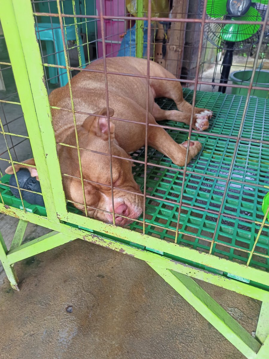 BECNN3's tweet photo. Good night everyone my dear fur friends,hope you have a wonderful day today!#Trending #viral #americanbully https://t.co/Pmm18gpOhr