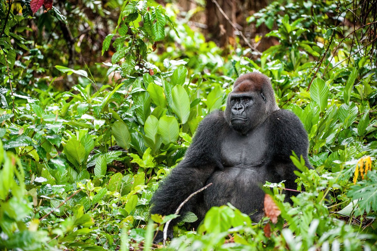 BornFreeFDN's tweet photo. Born Free's Head of Conservation, @NikkiNama joined the @talking_apes podcast to talk about the Dja, an area in the Congo basin full of rich biodiversity from gorillas to breathtaking flora and fauna. 

Listen to their fascinating conversation here👇🦍

https://t.co/uV8PY1sWXt https://t.co/0DTOCSHZnw