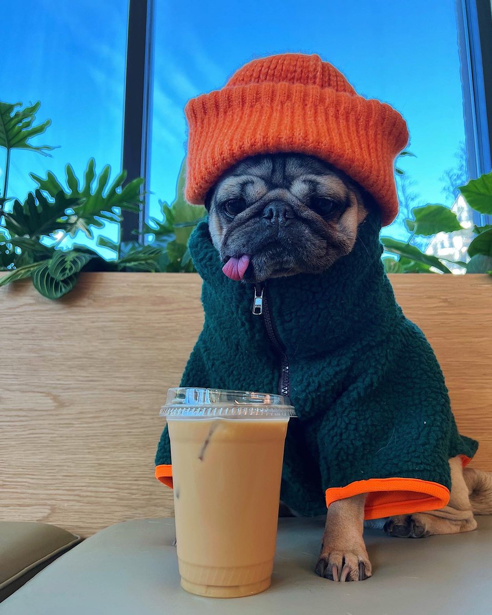 itsdougthepug's tweet photo. When the coffee hits and the bathroom is taken 😳 https://t.co/zRIar6iFHV