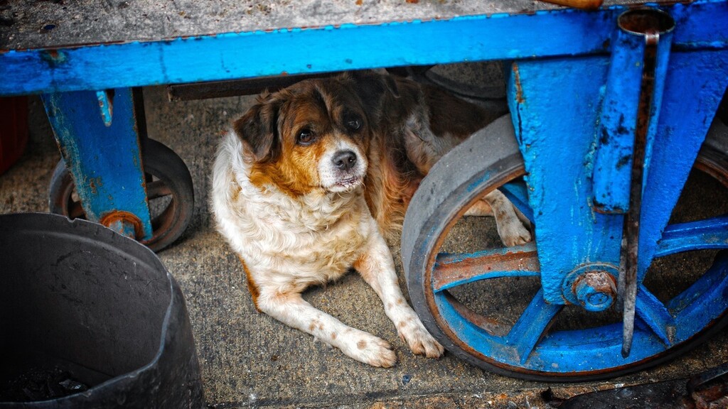 gettingcaptured's tweet photo. #bangkok #asia #southeastasia #bangkokthailand #dogs #streetlife #streetdogs #streetdogsofinstagram #nikon #nikonphotography #travel #travelphotography #travelphotographer #torontophotographer #travelphoto #streetphotographers https://t.co/x2bsCykPj2 https://t.co/WhPKsKrz3Q