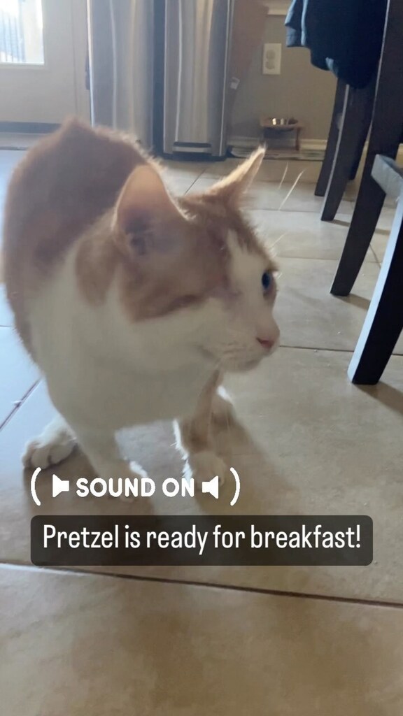 ClowderComics's tweet image. #specialneedscats #oneeyedcatsofinstagram #pretzelthetauntaun #squitten #specialneeds #foodtime #oneeyedcat #oneeyedcatclub #fourcats Click to watch the Video! ift.tt/OF8nlEz