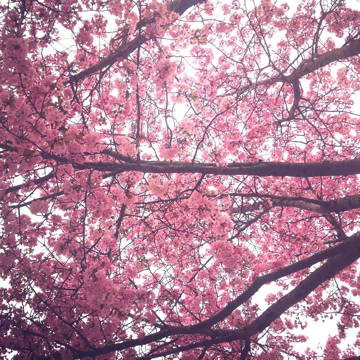 IglooFlowers's tweet image. There are only 70 days until Spring arrives!

#thinkingofspring

Find our heavenly flowers at:
📍 64 Druid Street, SE1 2HQ
📍 Clapham Junction, St John’s Hill, SW11 2PQ
📍  The Pitch, Corner of Bermondsey/Tanner Streets