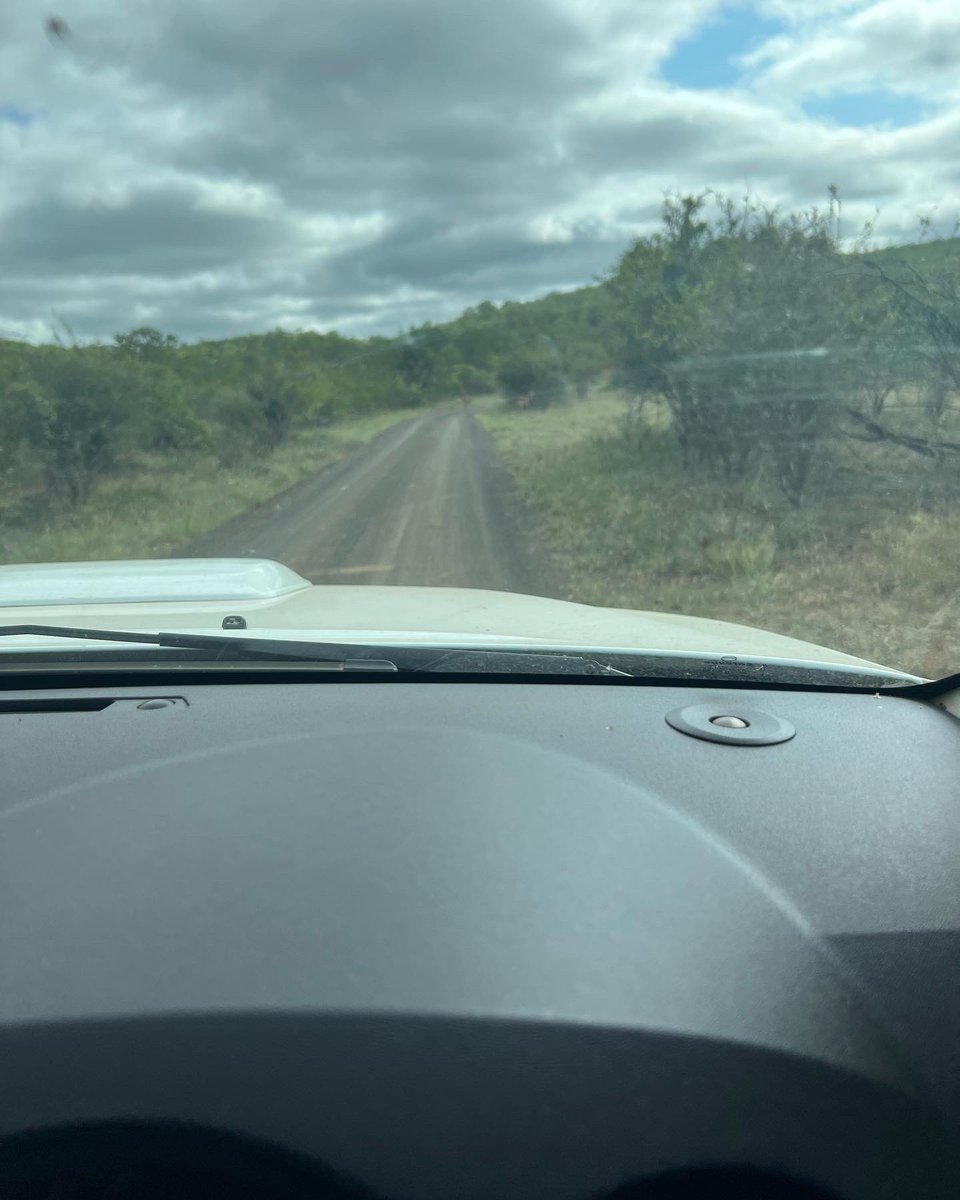 fhum_rats's tweet photo. #wildlife #krugernationalpark #southafrica #nature #safari #wildlifephotography #naturephotography #travel #photography #animals #big #krugerexplorer #bigcats #sanparks #krugerthroughmyeyes #natgeo #gamedrive #africanwildlife #natgeowild #naturelovers #greaterkruger #bigfive https://t.co/hVU3wE9a5C