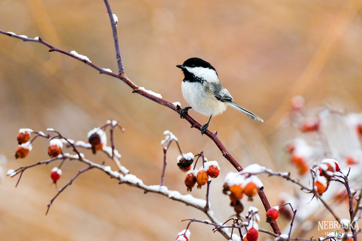 NEGameandParks's tweet photo. 𝐅𝐮𝐧 𝐅𝐚𝐜𝐭 👉 Black-capped Chickadee brains are bigger in the cold. These birds will delete useless information in their head to hold more pertinent information for the time being.

📸: Justin Haag

#NEgameandparks #OutdoorNebraska #WildlifeEducation #WildNebraska https://t.co/2gRUsLN549