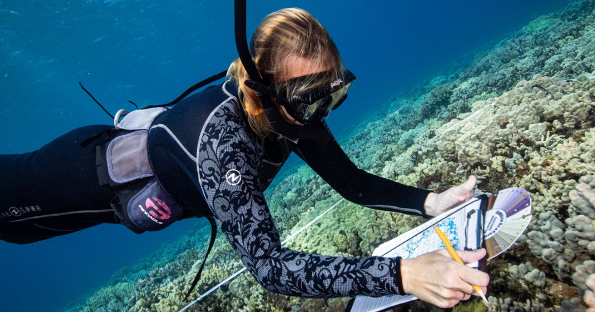 coral_org's tweet photo. Maui team members dive down to monitor the health of nearby coral reefs 💪 Here on the island, we are implementing innovative solutions to reduce polluted runoff in areas with degraded landscapes. 

📸 Renee Grinnell Capozzola https://t.co/LYHYZvT672