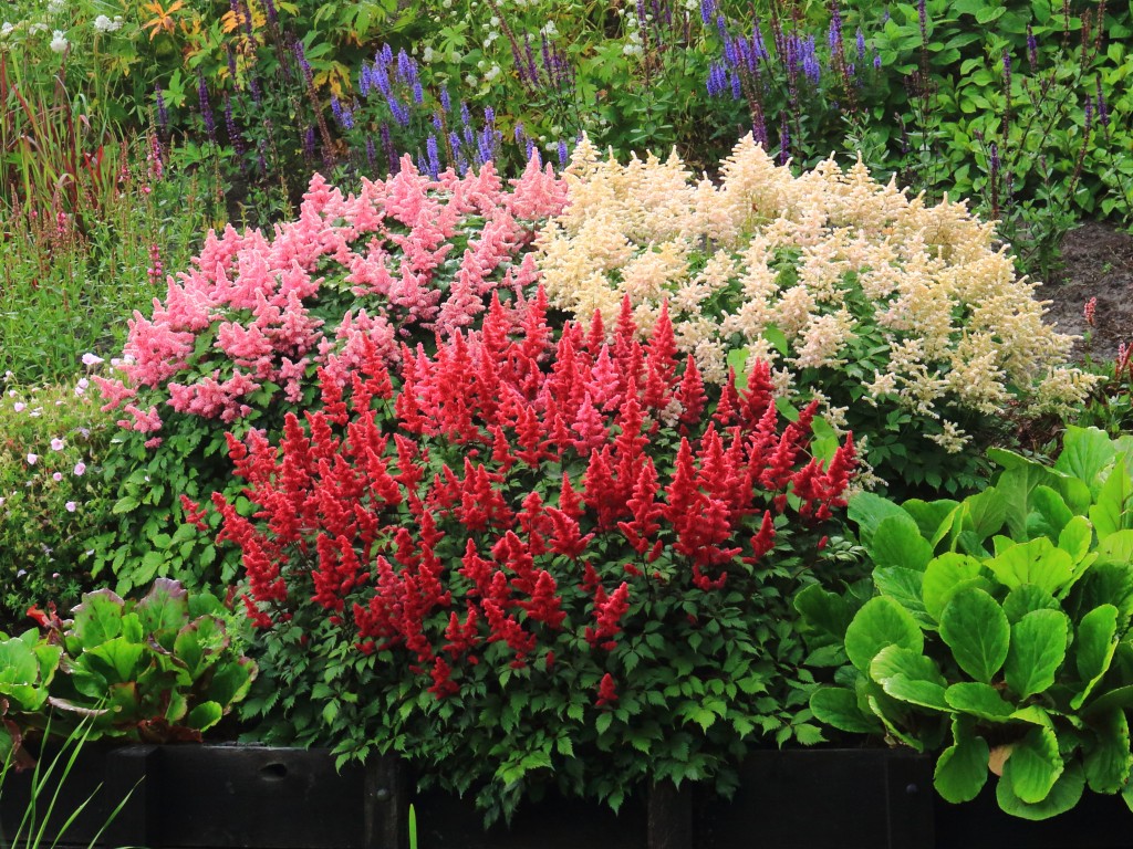 Let's take a look at our top 5 low maintenance shade plants for your landscape. We’re going beyond hostas and ferns here…so buckle up!
🌿 ASTILBE
🌿 BRUNNERA
🌿 LIGULARIA
🌿 SNAKEROOT
🌿 CORAL BELLS

#TuesdayTips #ShadePlants #MichiganLandscape