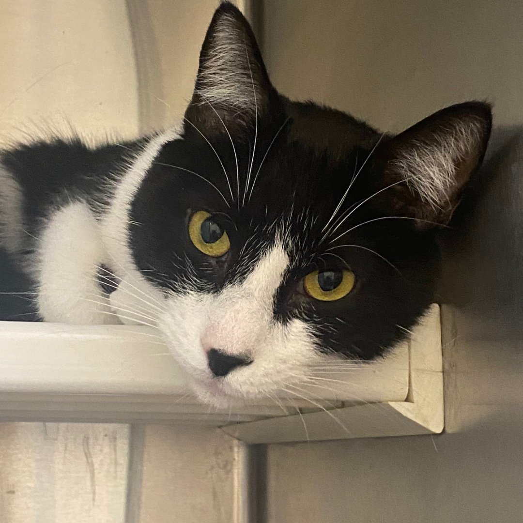 Adoptable TJ wishes you a happy #felinefriday!

What qualities do you look for in a cat? Comment below!

#animalsheltercat #adoptmepets #adoptlove #adoptdontshop #adoptmeplease #adoptions #adoptrescuefoster #adoptcats  #catsclub #catsarethebest #catsarelife #animalsheltercat