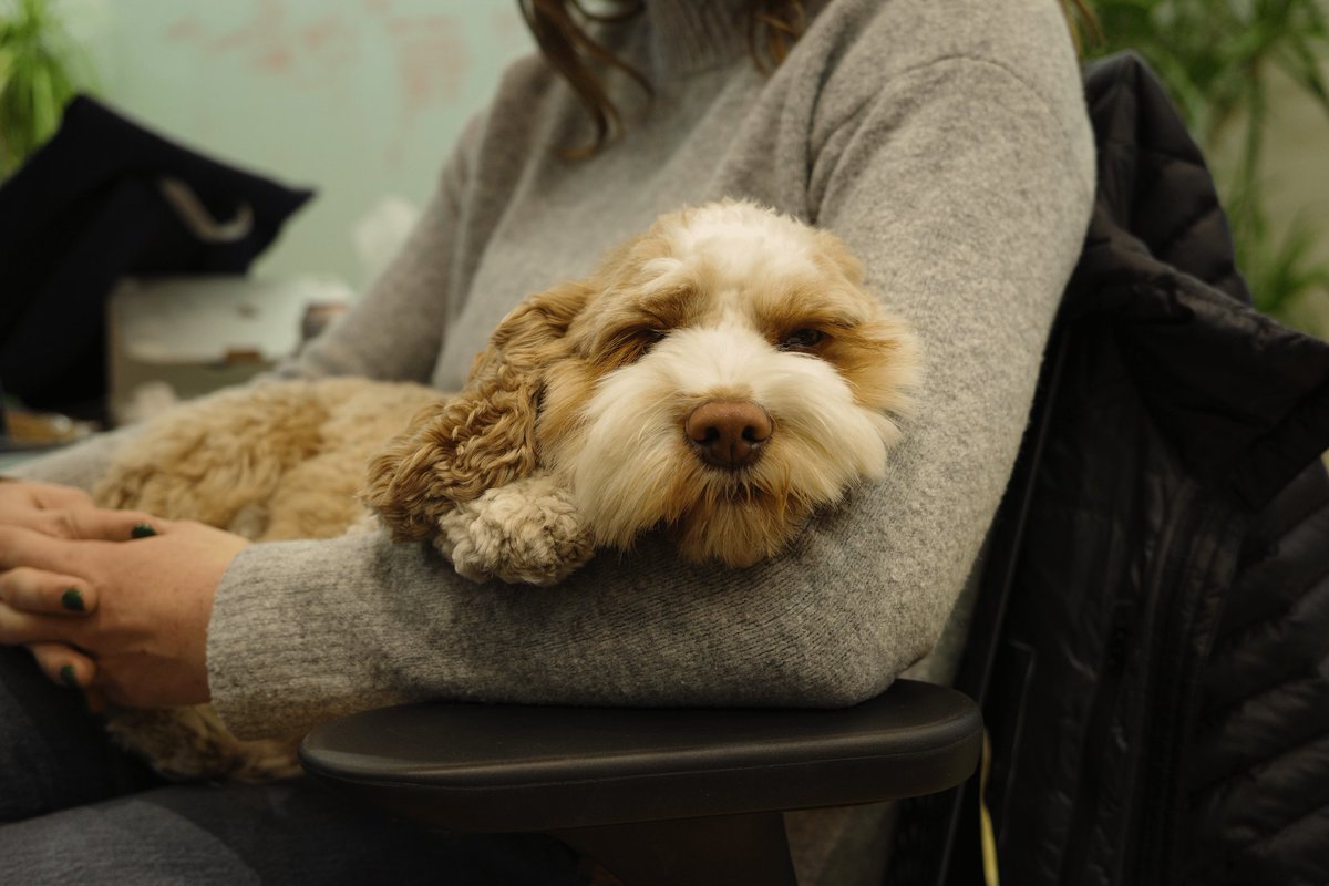 Our team is back after a relaxing company-wide break. The Toronto office is buzzing again, although some of our colleagues are easing into the week 🐶
📸: Kiyan