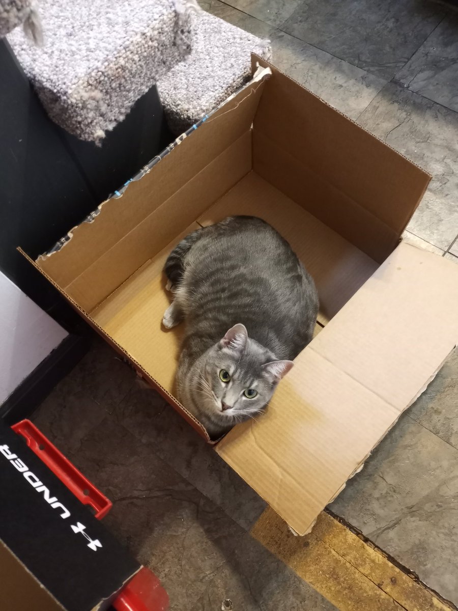 in mine box,,, #cats #CatsOfTwitter