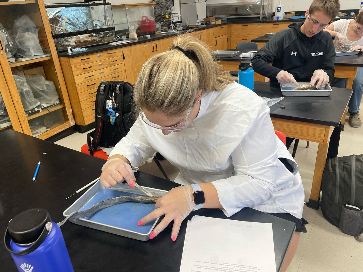 WCDS_Science's tweet photo. Students in Advanced Marine Biology completed dissections of a wide selection of Jawless, Cartilaginous and Bony fish. There was even a surprise Chimera! #WCDSBiology #WCDSScience #WCDSUpperSchool #WCDSAcademicExcellence https://t.co/OPG25dVoWb