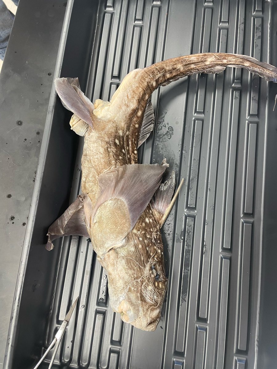 WCDS_Science's tweet photo. Students in Advanced Marine Biology completed dissections of a wide selection of Jawless, Cartilaginous and Bony fish. There was even a surprise Chimera! #WCDSBiology #WCDSScience #WCDSUpperSchool #WCDSAcademicExcellence https://t.co/OPG25dVoWb