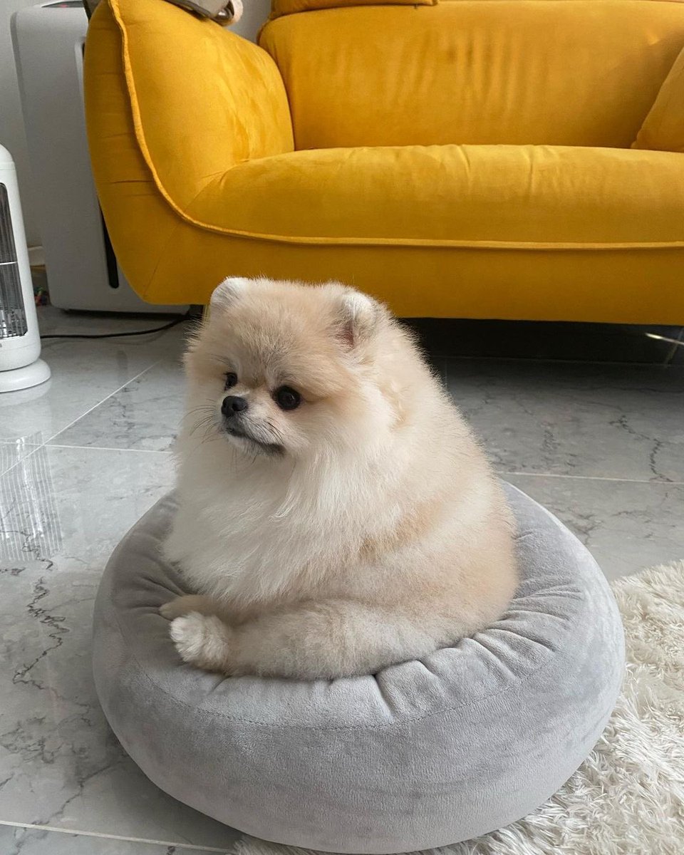 WeRateDogs tweet media