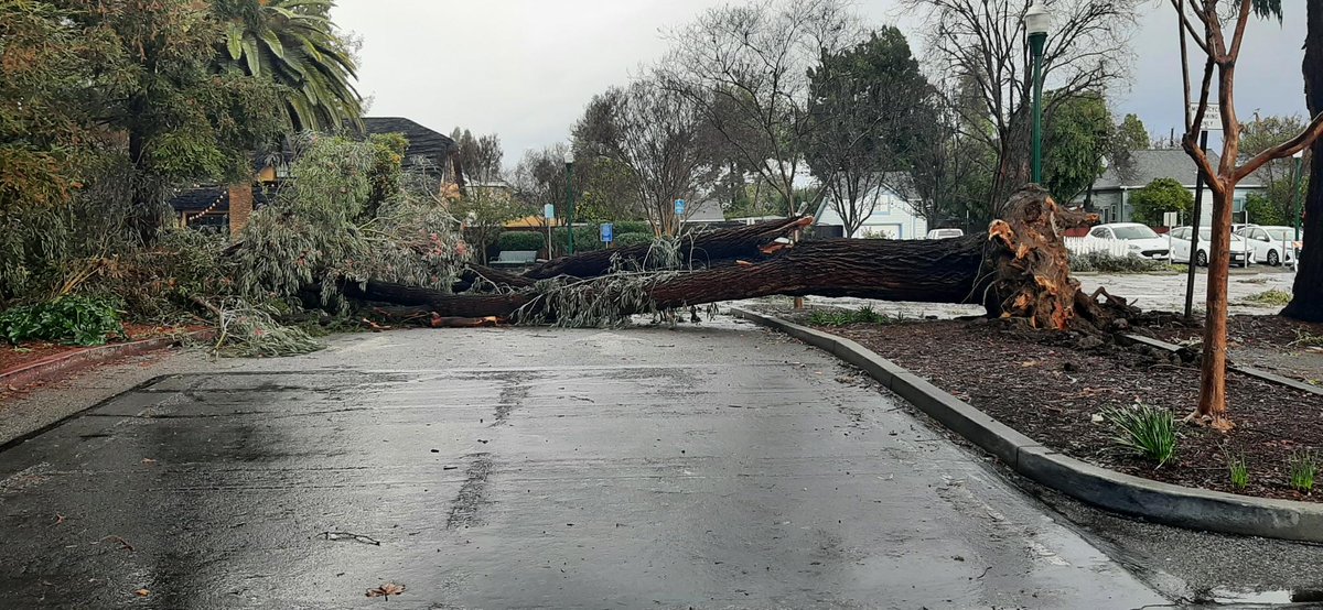 Campbell95008's tweet photo. #Atmosphericriver #Atmosphericrivers #stormdamage #CaStormdamage #SantaClaraCounty #CampbellCA
Location:  Parking lot adjacent to Ansley House and original Campbell Library. https://t.co/2YCwav0MPe