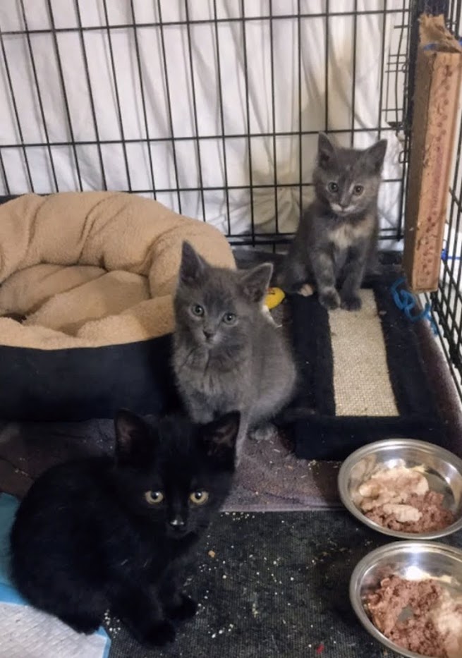 Mindy, Smokey and Sooty gofund.me/a1bf3fa1💕🙏 #tuesdayvibe #kittens #CatsOfTwitter #KittensKrew #cuteanimals #panfursquad #rescueismyfavoitebreed #catsofinstagram #meowed #adoptme #Adopt #AdoptDontShop #kindness #help #tuesdaymotivations  #kittycat #helpless #SaveThemAll