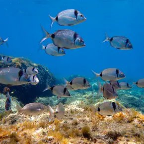 CNRS_OccitaniE's tweet image. 🐟 #MinuteScience | L'environnement influe sur la composition en trait des espèces de poissons récifaux, et met en avant leurs rôles écologiques universels à travers les océans !

➡️  buff.ly/2S5qrcz
 
@umrMARBEC @CNRS @umontpellier @ird_fr @Ifremer_fr 

©Lila Desgarnier