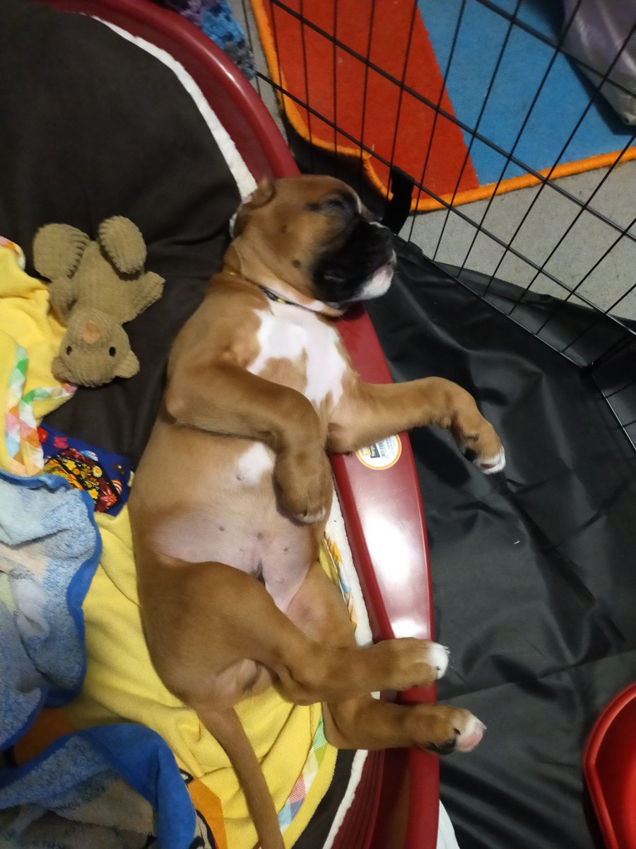 ScifyHaze's tweet photo. Got a new family member today, meet Barkley. https://t.co/GB9DjYZMml