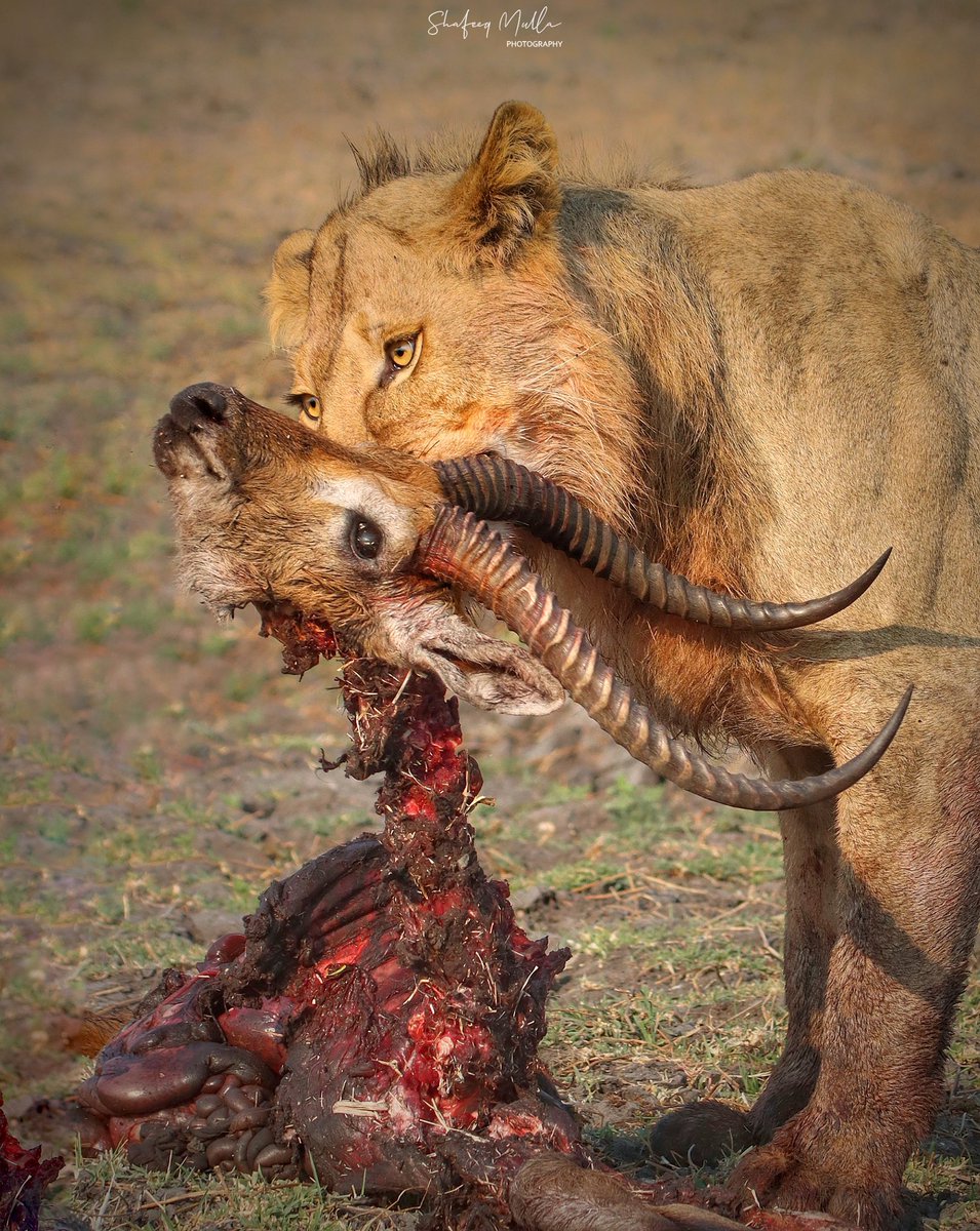 The Hunter's trophy
#wildlifephotography #busangaplains #kafuenationalpark #zambia