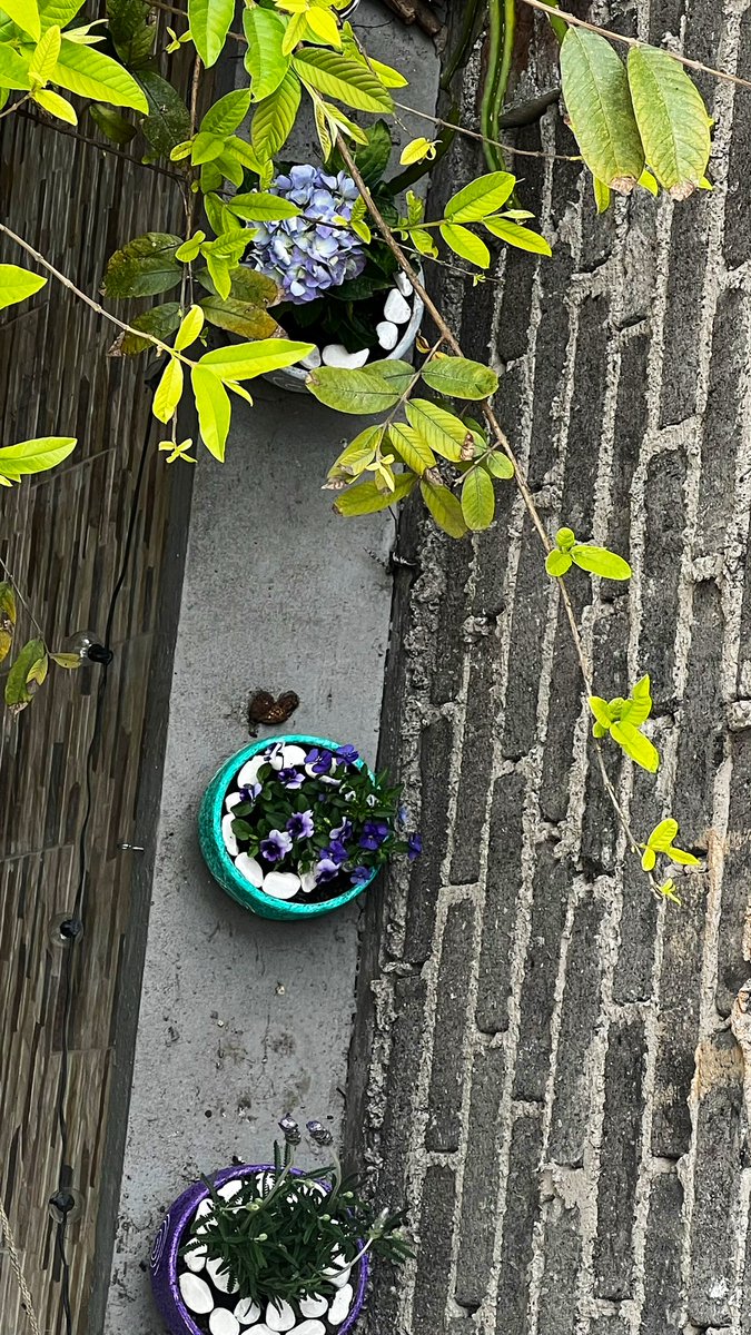 Dimetay1's tweet photo. House plant 🪴 #plants #houseplantchallenge https://t.co/5xYQrvBKXc