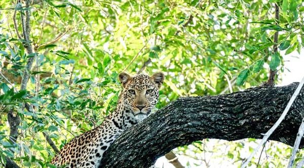 Some mornings are catmornings 🐾🐾
Beautifully captured by 📸: 
Field Guide Adolph Niemand